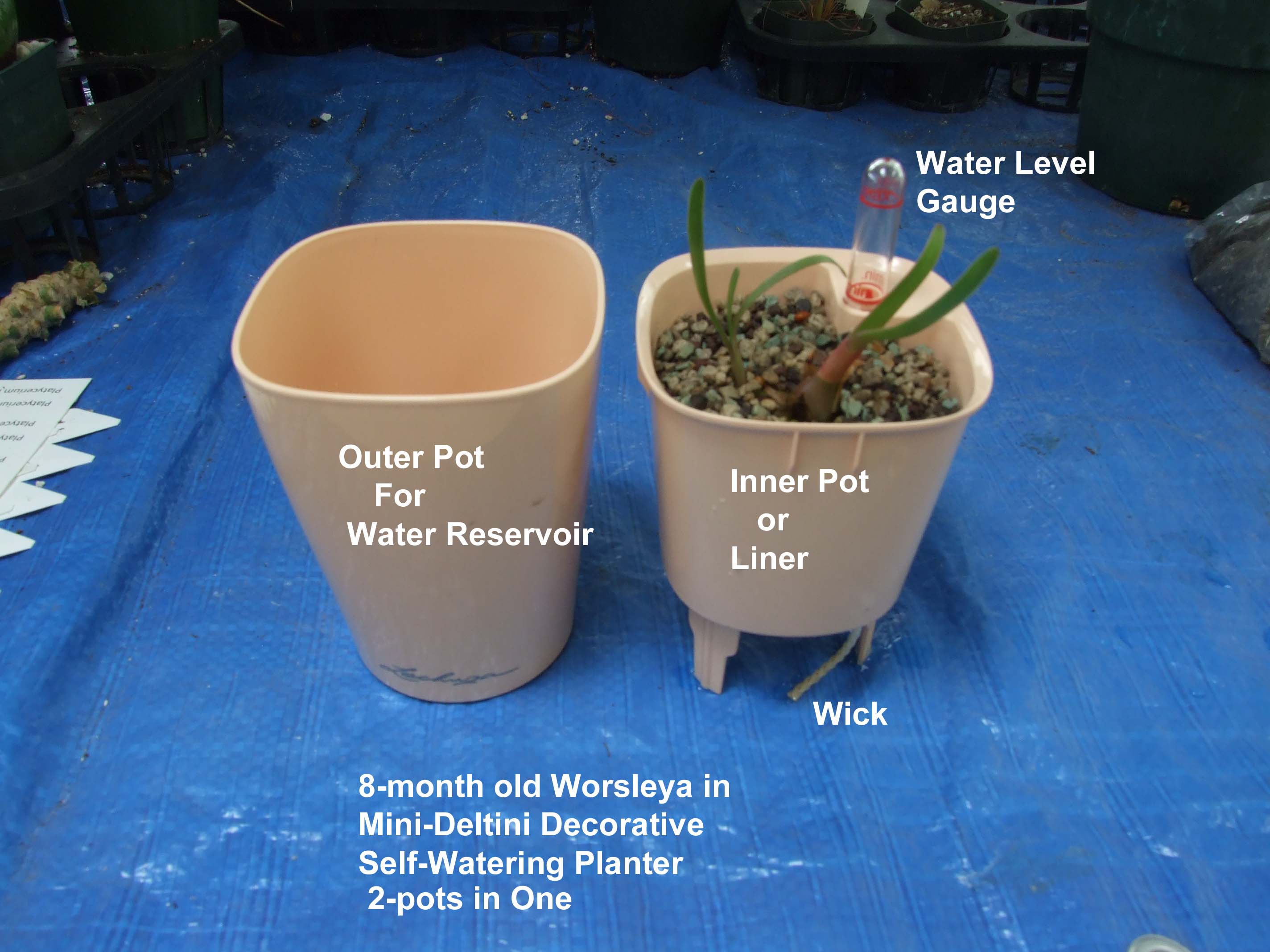 8-month old Worsleya in Mini-Deltini 2 pots in one